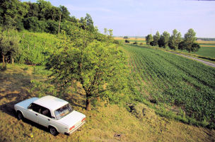 Vines and field