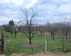 View from Garden